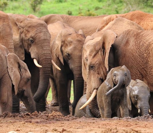 Mole national park Mole national park ghana