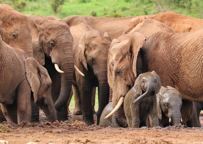 Mole national park ghana