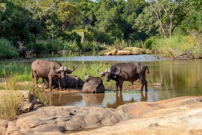 Mweru Wantipa National Park Zambia