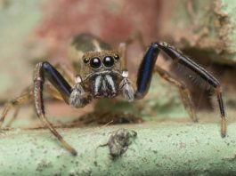 Nosy Mangabe Special Reserve Nosy Mangabe Special Reserve Madagaskar