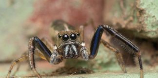 Nosy Mangabe Special Reserve Nosy Mangabe Special Reserve Madagaskar