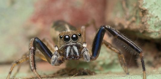 Nosy Mangabe Special Reserve Nosy Mangabe Special Reserve Madagaskar