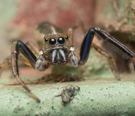 Nosy Mangabe Special Reserve Nosy Mangabe Special Reserve Madagaskar