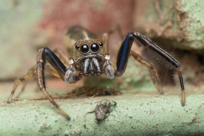 Nosy Mangabe Special Reserve Madagaskar