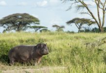 Nsumbu National Park Nsumbu National Park Zambia nijlpaard