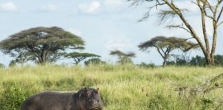 Nsumbu National Park Nsumbu National Park Zambia nijlpaard