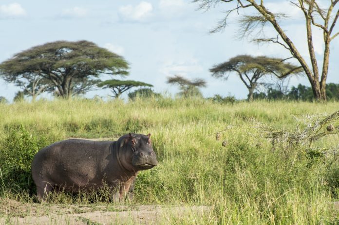 Nsumbu National Park Zambia nijlpaard