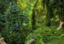 Ntchisi Forest Reserve Ntchisi Forest Reserve Malawi