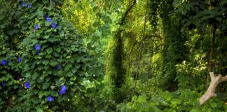 Ntchisi Forest Reserve Ntchisi Forest Reserve Malawi