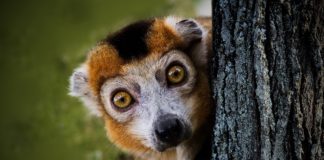 Ranomafana National Park Ranomafana National Park maki