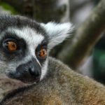 Ranomafana National Park maki madagaskar