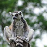 Ringstaartmaki Isalo National Park Madagaskar