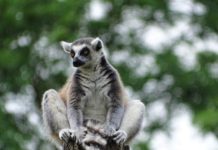 Isalo National Park Ringstaartmaki Isalo National Park Madagaskar