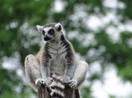 Isalo National Park Ringstaartmaki Isalo National Park Madagaskar