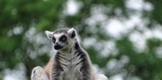 Isalo National Park Ringstaartmaki Isalo National Park Madagaskar