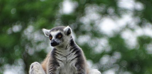 Isalo National Park Ringstaartmaki Isalo National Park Madagaskar