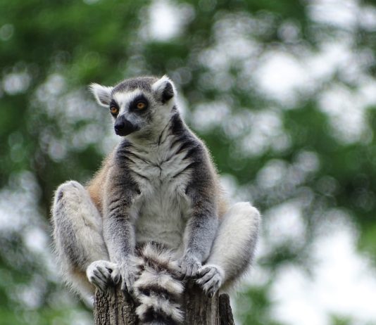 Isalo National Park Ringstaartmaki Isalo National Park Madagaskar