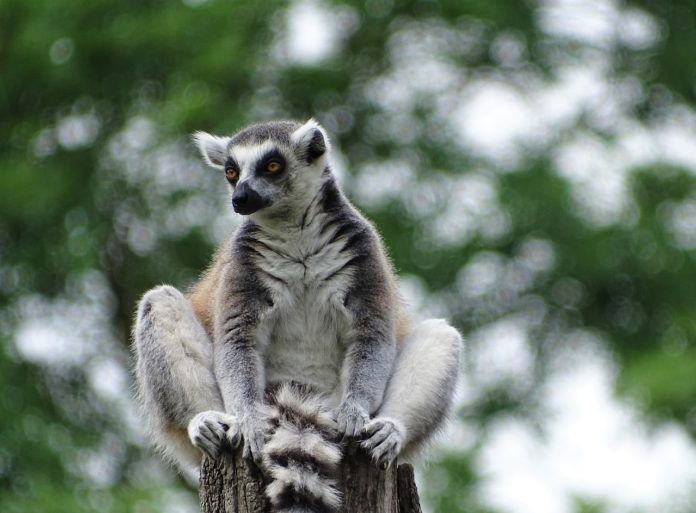 Ringstaartmaki Isalo National Park Madagaskar