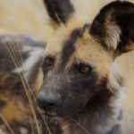 Selous Game Reserve Tanzania