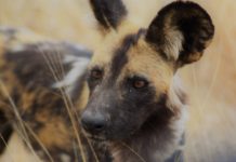 Selous Game Reserve Selous Game Reserve Tanzania