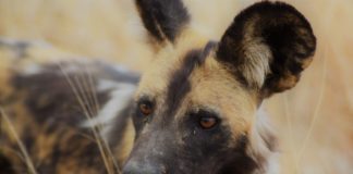 Selous Game Reserve Selous Game Reserve Tanzania