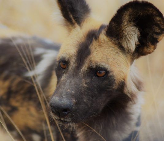 Selous Game Reserve Selous Game Reserve Tanzania