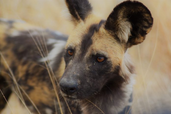 Selous Game Reserve Tanzania