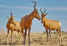Sioma Ngwezi National Park Sioma Ngwezi National Park Zambia