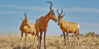 Sioma Ngwezi National Park Sioma Ngwezi National Park Zambia