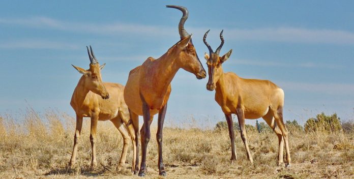 Sioma Ngwezi National Park Zambia