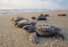 Akanda National Park Akanda National Park Gabon