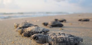 Akanda National Park Akanda National Park Gabon