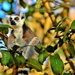 Andohahela National Park Madagaskar