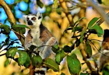 Andohahela National Park Andohahela National Park Madagaskar