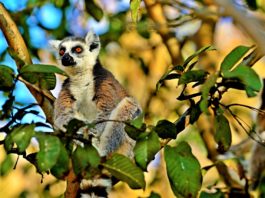 Andohahela National Park Andohahela National Park Madagaskar