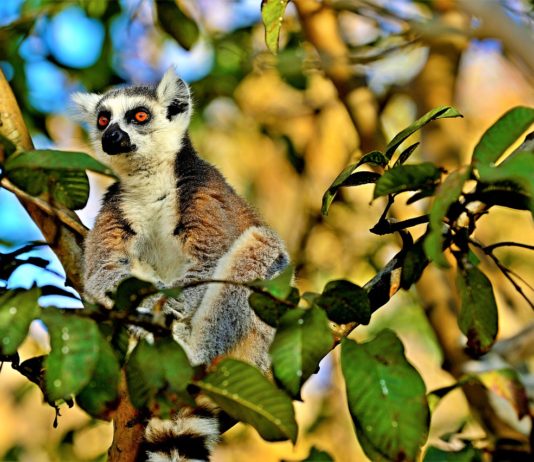 Andohahela National Park Andohahela National Park Madagaskar