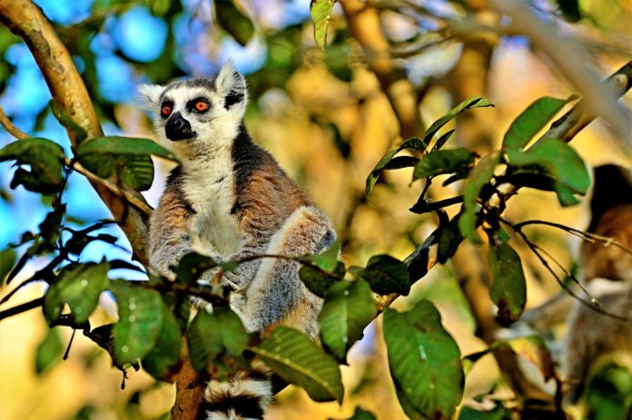 Andohahela National Park Madagaskar