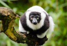 Het nationale park Ankarafantsika Ankarafantsika National Park Madagaskar