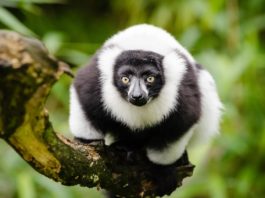 Het nationale park Ankarafantsika Ankarafantsika National Park Madagaskar