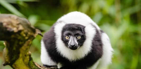 Het nationale park Ankarafantsika Ankarafantsika National Park Madagaskar