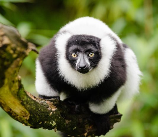 Het nationale park Ankarafantsika Ankarafantsika National Park Madagaskar