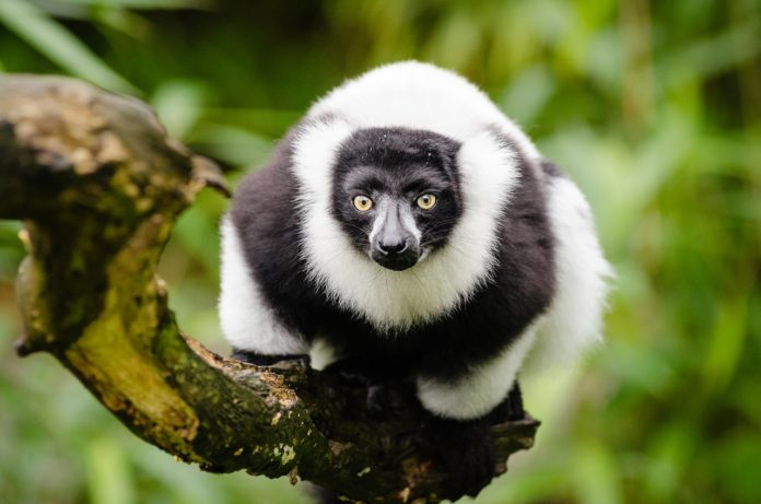 Ankarafantsika National Park Madagaskar