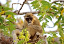 Boabeng Fiema Monkey Sanctuary Boabeng Fiema Monkey Sanctuary Ghana