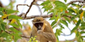 Boabeng Fiema Monkey Sanctuary Boabeng Fiema Monkey Sanctuary Ghana