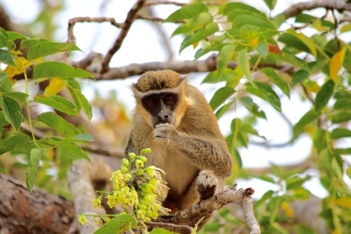 Boabeng Fiema Monkey Sanctuary Ghana