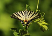 Bobiri Forest and Butterfly Sanctuary Bobiri Forest and Butterfly Sanctuary Ghana