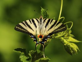 Bobiri Forest and Butterfly Sanctuary Bobiri Forest and Butterfly Sanctuary Ghana