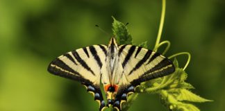 Bobiri Forest and Butterfly Sanctuary Bobiri Forest and Butterfly Sanctuary Ghana