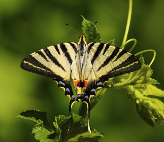 Bobiri Forest and Butterfly Sanctuary Bobiri Forest and Butterfly Sanctuary Ghana
