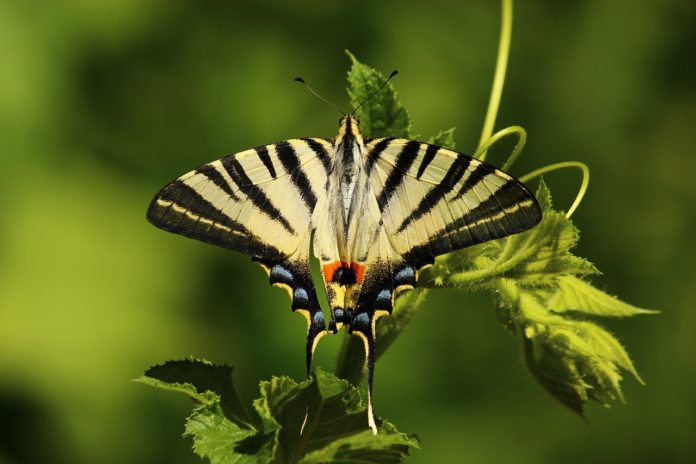 Bobiri Forest and Butterfly Sanctuary Ghana